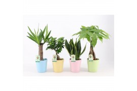 Kamerplanten mix Amazone Mix in Pastel Keramiek,1 pp