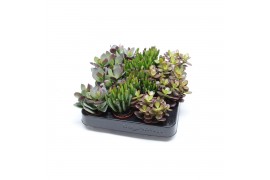 Crassula mix WOODS - Crassula mix 5,5