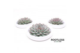 Arrangementen succulenten rootless echeveria pulidonis in tapir bowl