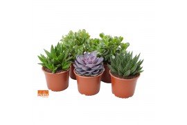 Succulenten mix SuPure® - Succulent mix 14