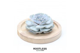 Arrangementen succulenten ROOTLESS Echeveria lilacina, wooden bowl