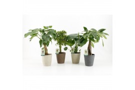 Kamerplanten mix jungle in nature keramiek