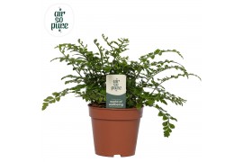 Asplenium parvati air so pure