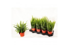 Nephrolepis exaltata green lady + hoes,