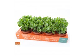 Crassula magic SuPure®