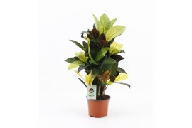 Codiaeum variegatum mrs iceton vertakt