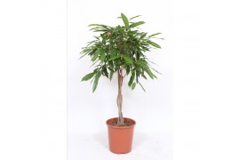 Ficus binnendijkii amstel king