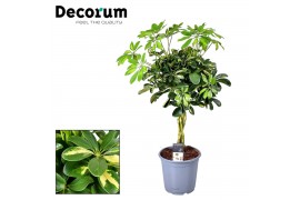 Schefflera arboricola gold capella gevlochten stam decorum