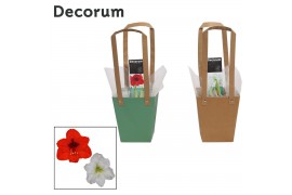 Hippeastrum Hippeastrum Mix 2 Knop in Giftbag (Decorum)