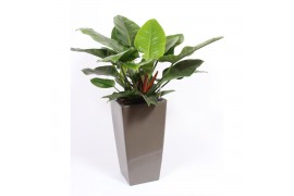 Philodendron imperial green in piza pot taupe