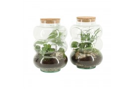 Arrangementen kamerplanten 90580: Terrarium arrangement