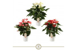 Anthurium andr. mix 20 3 kleuren