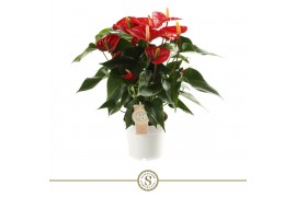 Anthurium andr. red champion 6+