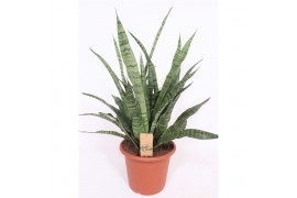 Sansevieria cylindrica Sansevieria Diamond Green