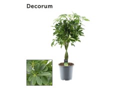 Schefflera arboricola compacta nora gevlochten stam decorum