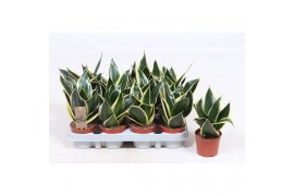 Sansevieria trifasciata golden hahnii black