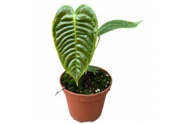 Anthurium Veitchii