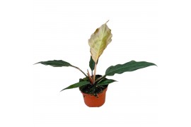 Philodendron choco empress