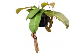 Nepenthes miranda monkey jars