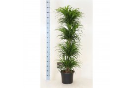 Dracaena reflexa anita variegata bush 4 etages