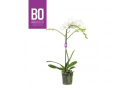 Phalaenopsis wit 1 tak bo funda