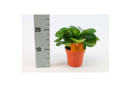 Peperomia obtusifolia green gold