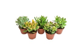 Crassula mix basic