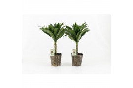 Dracaena fragr. janet craig Compacta op stam in Iron Leaf