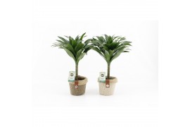 Dracaena fragr. janet craig op stam in noah deluxe