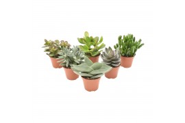 Crassula mix basic