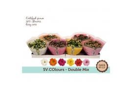 Kalanchoe rosalina mix in box*3