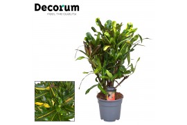 Codiaeum mammi yellow vertakt decorum