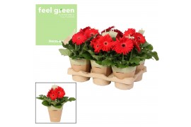 Gerbera flori line rood roodtinten feel green potcover decorum