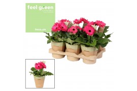 Gerbera flori line paars Feel Green, nature potcover Decorum paars tin