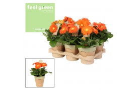 Gerbera flori line oranje Feel Green, nature potcover Decorum oranje t