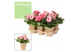 Gerbera flori line roze Feel Green, nature potcover Decorum rose tinte