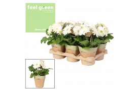 Gerbera flori line wit Feel Green, nature potcover Decorum wit