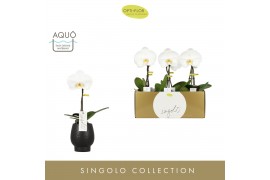 Phalaenopsis wit 1 tak Singolo Tosha in Black Abruzzo Aquo