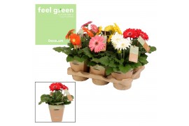 Gerbera mix Feel Green, nature pc Decorum,