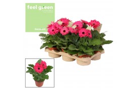 Gerbera flori line paars paarstinten feel green decorum