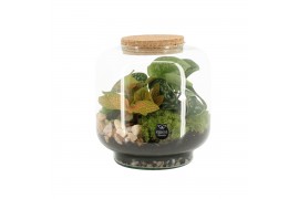 Arrangementen kamerplanten 90614: Terrarium arrangement