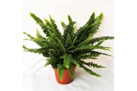 Nephrolepis exaltata green lady Met Hoes