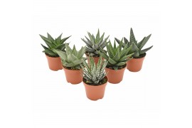 Haworthia mix haworthia/aloe mix premium