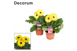 Gerbera belicht geel decorum met hoes