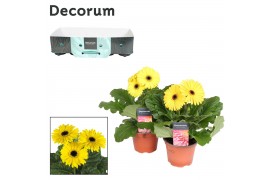 Gerbera flori line geel met kraag decorum