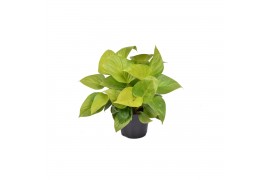 Kamerplanten Homalomena Lemon Lime p14