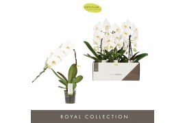 Phalaenopsis wit 1 tak formidablo niagara falls