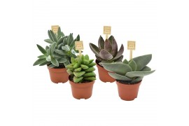 Crassula mix Crassula PICCOMINI® mix 1 pp