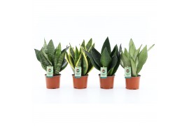 Sansevieria Sansevieria Mix 4 soorten 3 pp