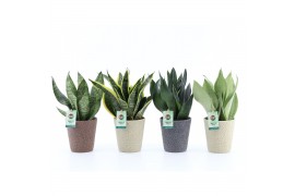 Sansevieria Sansevieria Mix in Nature keramiek 3 pp